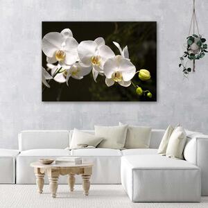 Obraz na plátně Bílé orchideje na černém pozadí Rozměry: 60 x 40 cm