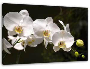 Obraz na plátně Bílé orchideje na černém pozadí Rozměry: 60 x 40 cm