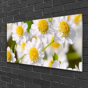 Obraz na skle Květiny Sedmikráska Příroda 100x50 cm