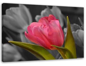 Obraz na plátně Červený kvetoucí tulipán Rozměry: 60 x 40 cm