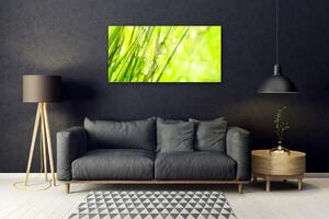 Obraz na skle Příroda Kapky Tráva 125x50 cm