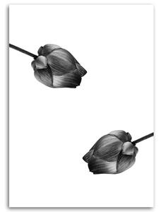 Obraz na plátně Dvě šedé květiny Rozměry: 40 x 60 cm