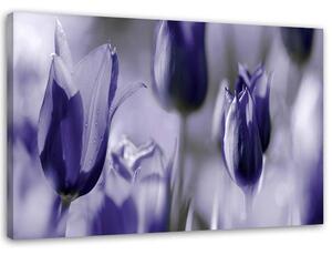 Obraz na plátně Fialové tulipány na louce Rozměry: 60 x 40 cm