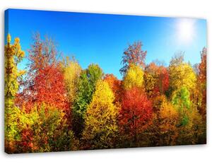 Obraz na plátně Podzimní stromy Rozměry: 60 x 40 cm