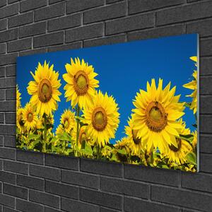Obraz na skle Slunečníce Rostlina 100x50 cm