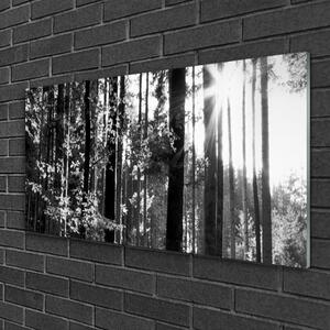 Obraz na skle Les Příroda 100x50 cm