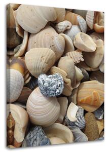 Obraz na plátně Mušle a kameny na pláži Rozměry: 40 x 60 cm