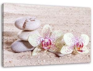Obraz na plátně Orchidej a kameny na písku Rozměry: 60 x 40 cm
