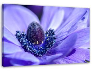 Obraz na plátně Modrá a fialová květina Rozměry: 60 x 40 cm