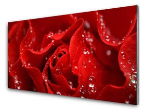 Kuchyňský skleněný panel Růže Květ Rostlina 120x60 cm