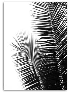 Obraz na plátně Palmové listy Rozměry: 40 x 60 cm