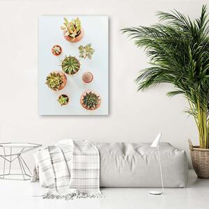 Obraz na plátně Rostliny v květináčích Rozměry: 40 x 60 cm