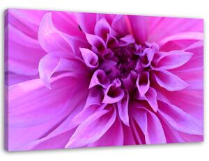 Obraz na plátně Fialová květina Rozměry: 60 x 40 cm