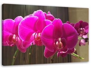Obraz na plátně Fuchsie orchideje Rozměry: 60 x 40 cm