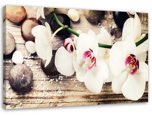 Obraz na plátně Bílé zenové orchideje Rozměry: 60 x 40 cm
