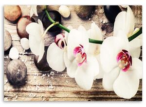 Obraz na plátně Bílé zenové orchideje Rozměry: 60 x 40 cm