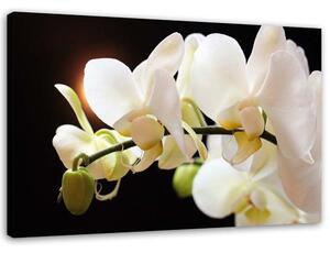 Obraz na plátně Detailní záběr orchidejí Rozměry: 60 x 40 cm