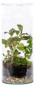 Skleněná váza DIGITALIS se zúženým otvorem - výška 30 cm, průměr 15 cm - osázené vlhkomilně