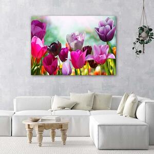 Obraz na plátně Barevné tulipány na louce Rozměry: 60 x 40 cm