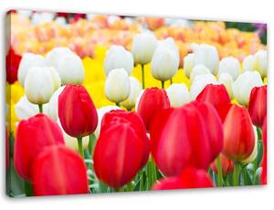 Obraz na plátně Pestrobarevné tulipány Rozměry: 60 x 40 cm