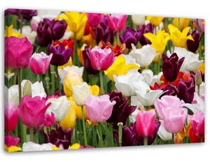 Obraz na plátně Louka plná tulipánů Rozměry: 60 x 40 cm