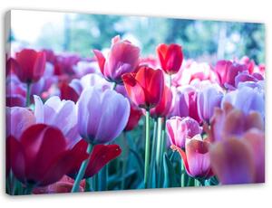 Obraz na plátně Louka tulipánů Rozměry: 60 x 40 cm