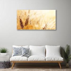 Akrylový obraz Pšenice Rostlina Příroda 100x50 cm