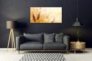Obraz na skle Pšenice Rostlina Příroda 125x50 cm