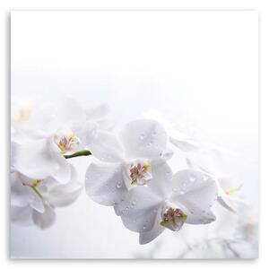 Obraz na plátně Bílé orchideje na bílém pozadí Rozměry: 30 x 30 cm