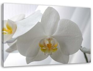 Obraz na plátně Bílé orchideje se žlutým středem Rozměry: 60 x 40 cm