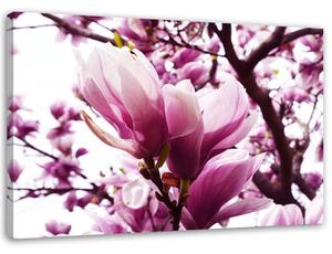 Obraz na plátně Kvetoucí magnolie Rozměry: 60 x 40 cm