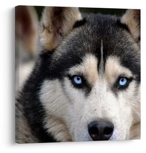 Obraz psa husky (30x30 cm)