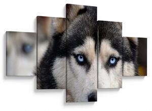 Obraz psa husky (125x70 cm)