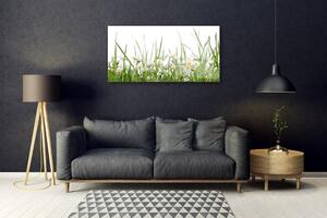Obraz na skle Tráva Sedmikrásky Příroda 100x50 cm