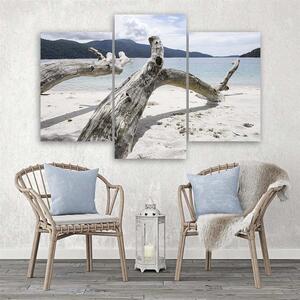 Obraz na plátně Větev stromu na pláži - 3 dílný Rozměry: 60 x 40 cm