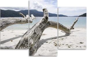 Obraz na plátně Větev stromu na pláži - 3 dílný Rozměry: 60 x 40 cm