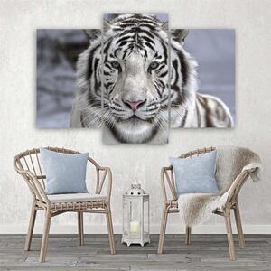 Obraz na plátně Bílý tygr v zimě - 3 dílný Rozměry: 60 x 40 cm