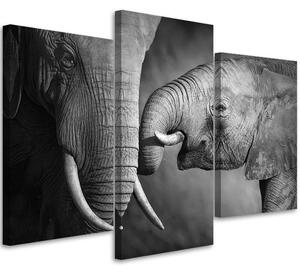 Obraz na plátně Sloní rodina - 3 dílný Rozměry: 60 x 40 cm