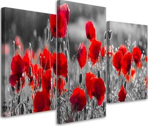 Obraz na plátně Červené máky na černobílé louce - 3 dílný Rozměry: 60 x 40 cm