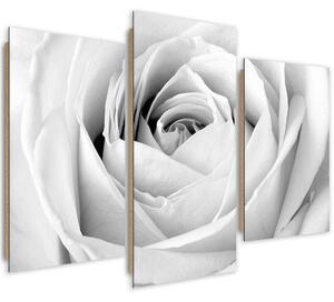 Obraz na plátně White rose - 3 dílný Rozměry: 60 x 40 cm