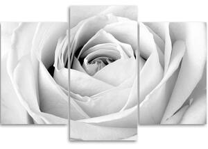 Obraz na plátně White rose - 3 dílný Rozměry: 60 x 40 cm