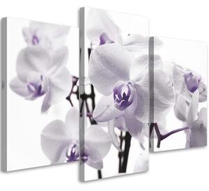 Obraz na plátně Bílá fialová orchidej - 3 dílný Rozměry: 60 x 40 cm