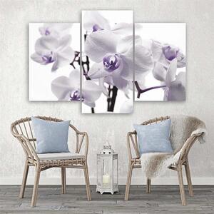 Obraz na plátně Bílá fialová orchidej - 3 dílný Rozměry: 60 x 40 cm