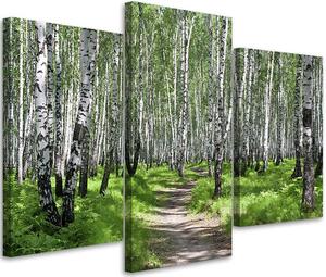 Obraz na plátně Březový les - 3 dílný Rozměry: 60 x 40 cm