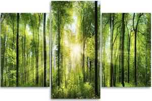 Obraz na plátně Sluneční paprsky v zeleném lese - 3 dílný Rozměry: 60 x 40 cm