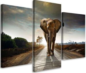 Obraz na plátně Putování slona na cestě - 3 dílný Rozměry: 60 x 40 cm
