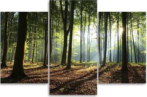 Obraz na plátně Sluneční paprsky v lese - 3 dílný Rozměry: 60 x 40 cm