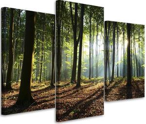Obraz na plátně Sluneční paprsky v lese - 3 dílný Rozměry: 60 x 40 cm