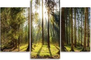 Obraz na plátně Slunečný den v lese - 3 dílný Rozměry: 60 x 40 cm