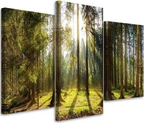 Obraz na plátně Slunečný den v lese - 3 dílný Rozměry: 60 x 40 cm